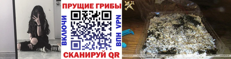 Псилоцибиновые грибы Psilocybe  Купить  Дыгулыбгей 